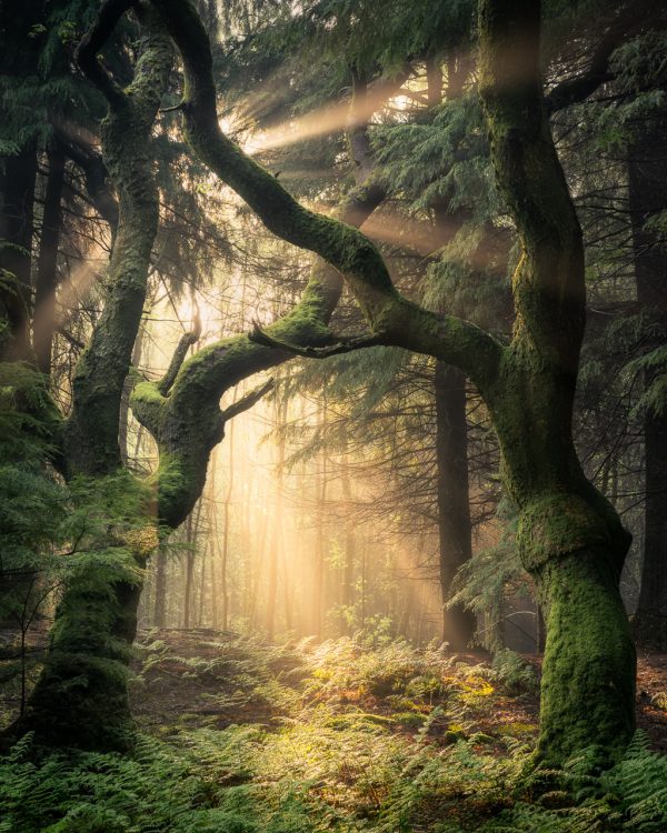 Guardians of the Forest